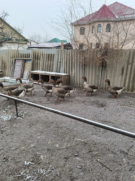 Продам    гусат.