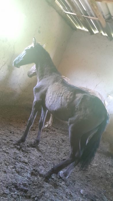 Дәу тайлар сатылады