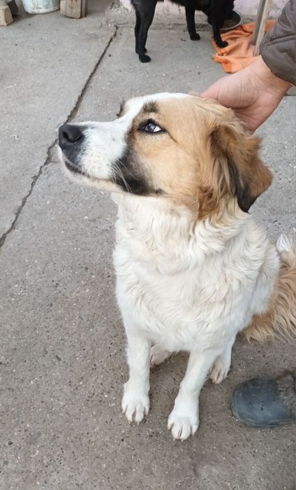 Подарява се кученце