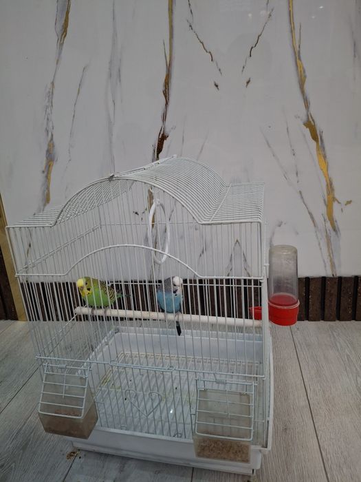 Волнистые попугаи