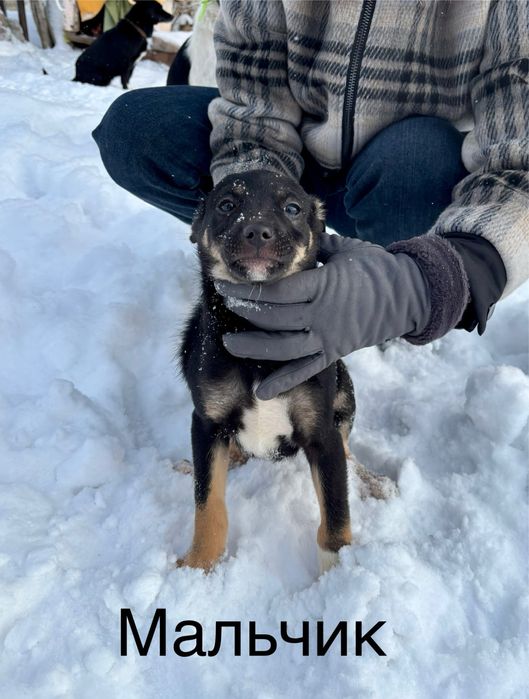 Отдадим щенков в хорошие руки