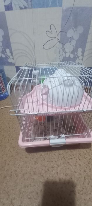 Продаю хомячка девочку