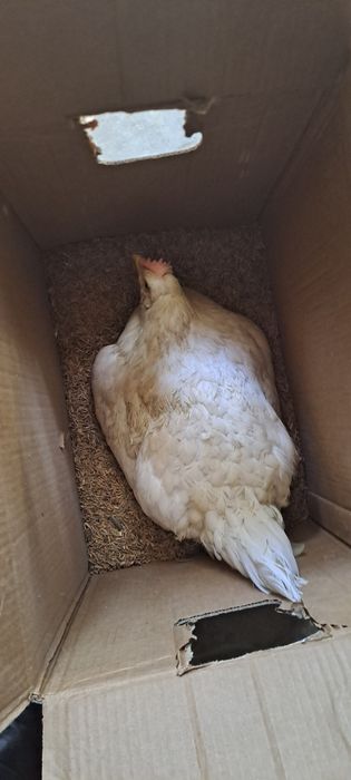 Kurk tovuq sotiladi 3 kun bo‘ldi yotganiga Manzil Toshkent