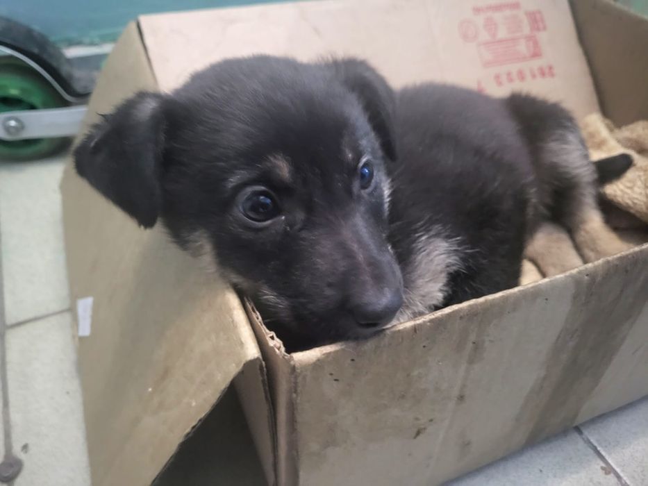 Отдам щенка в добрые руки