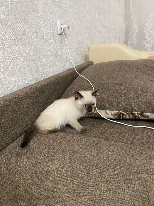 Оддам котята добрые руки