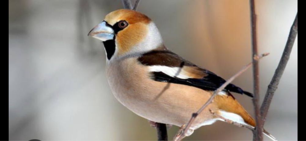 Птица дубанос вишневый