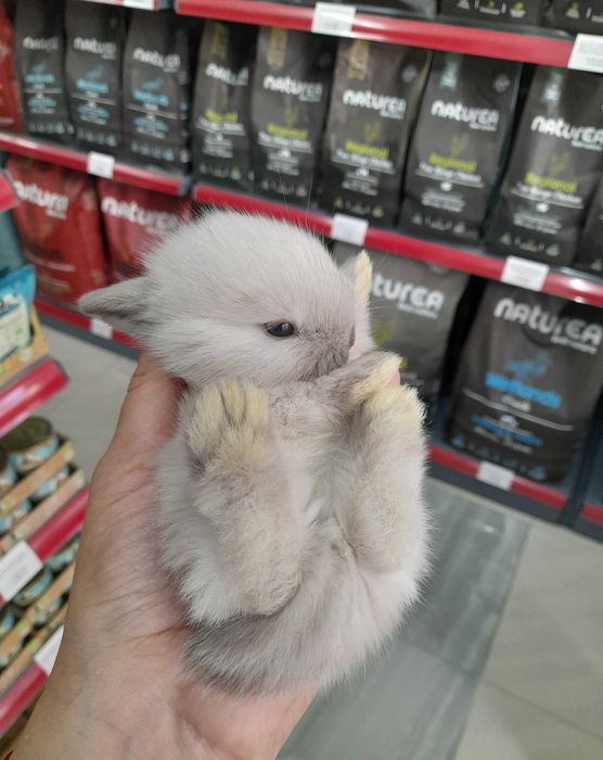 Декоративни мини зайчета