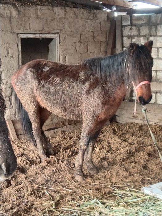 Қысыр бие сатылады