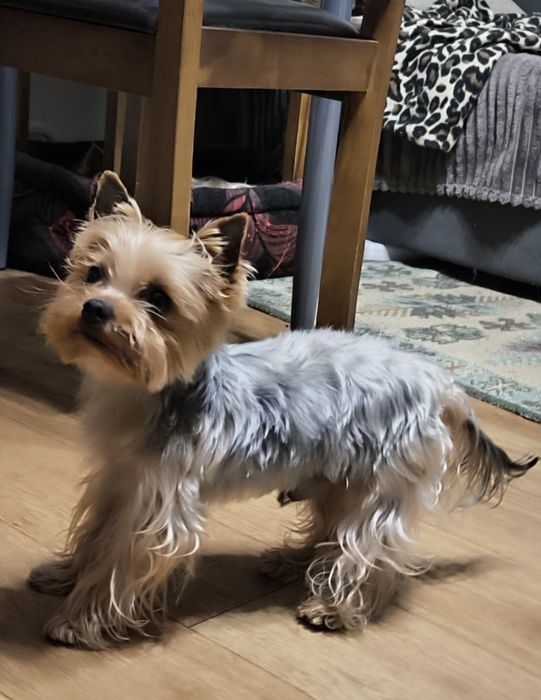 Мартин. на вязку, с опытом!