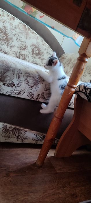 Отдам красивых котят
