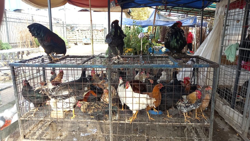 Tukli xorozlar va toplar