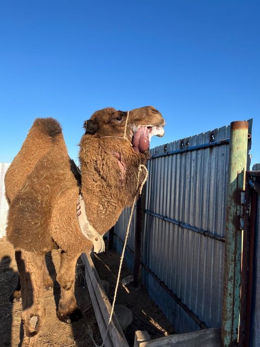 Кеңес дәуіріндегі порнофильмдер