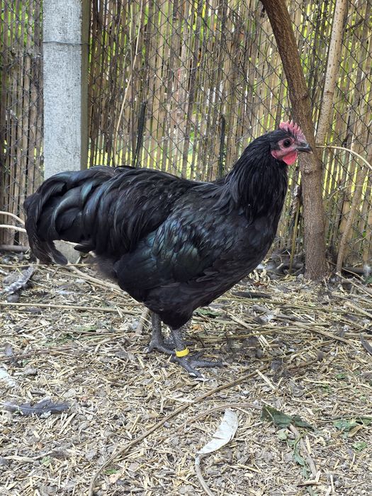 Cocoși Australorp negru și Brahma