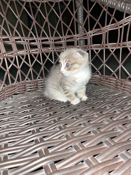 Кошка шотландский