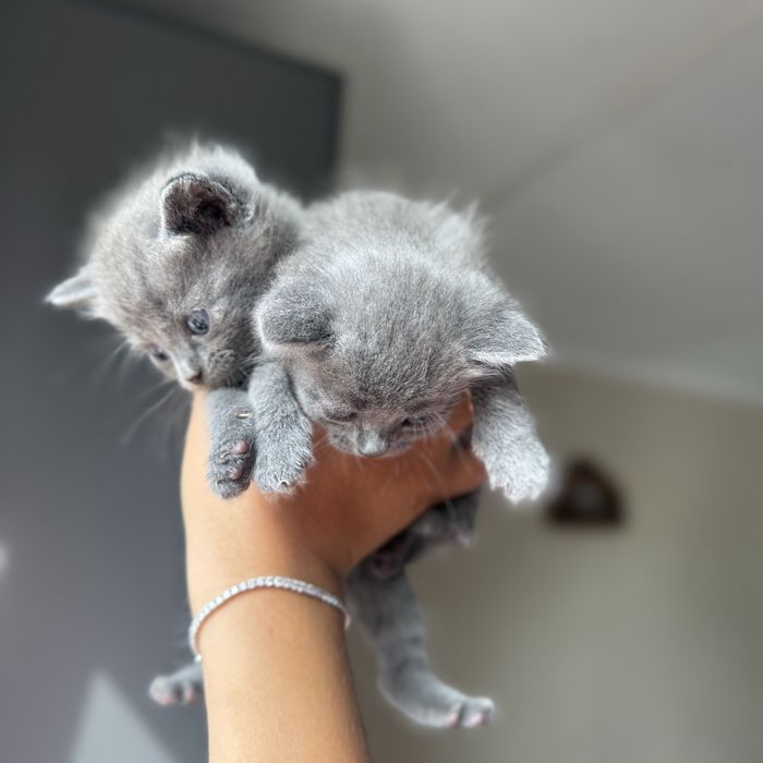 Отдам котят бесплатно