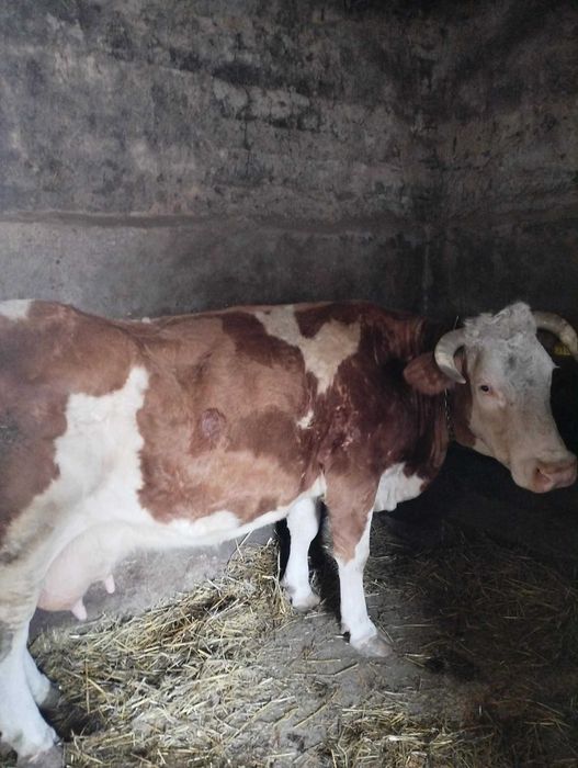 De vânzare Vaca Bāltatā cu vitel Belgian