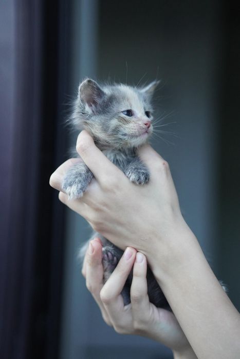 Котятки ищут дом