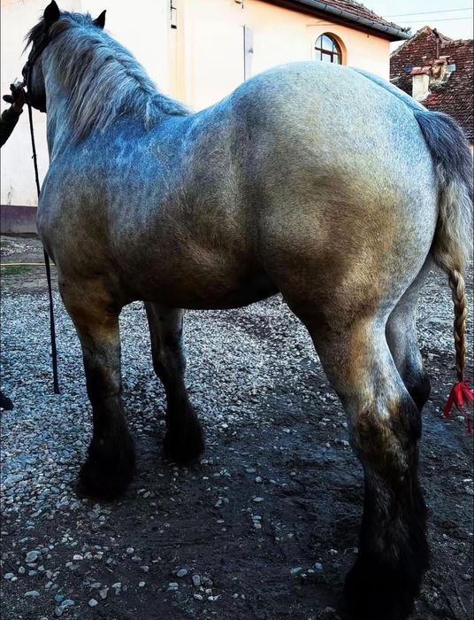Vand manz de 2 ani Percheron pretul se discuta la telefon
