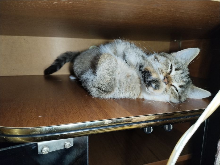 Коошечка в добрые руки