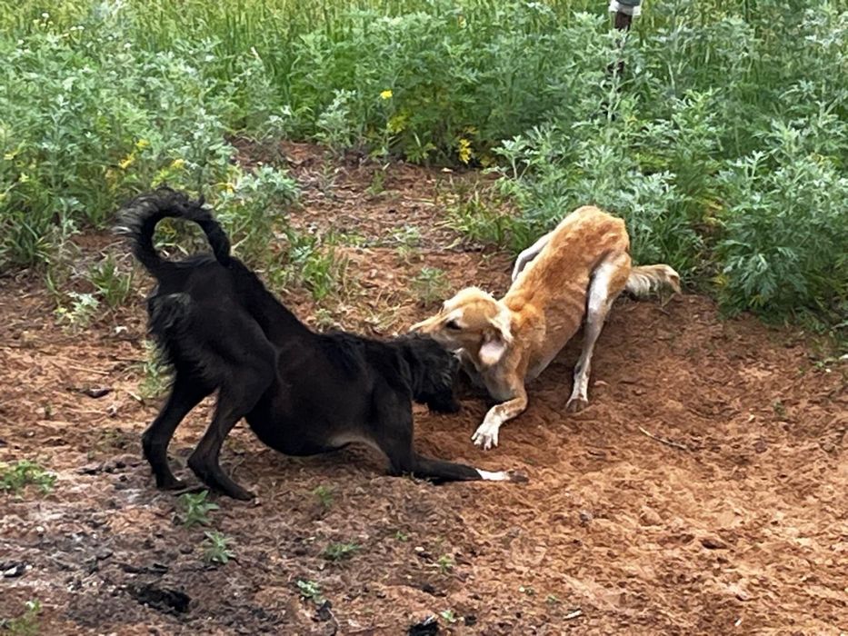 тазы күшік сатылады