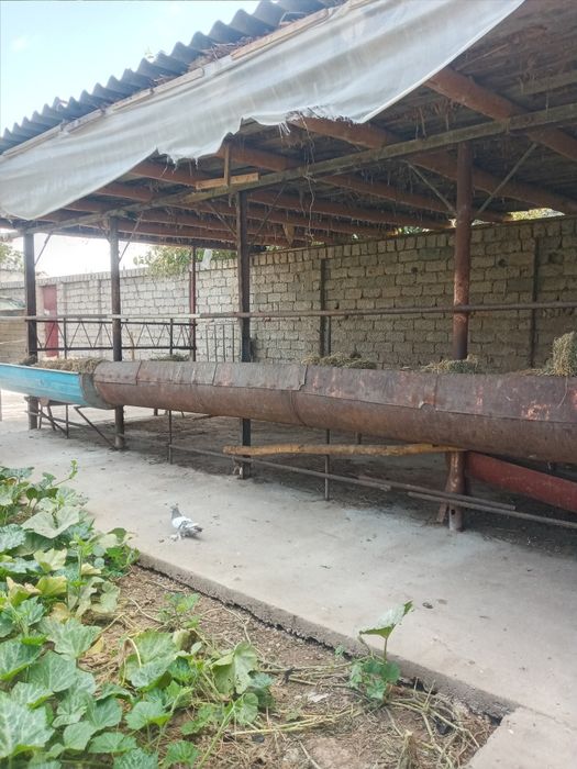 Uy 10sotix  kadstr bor