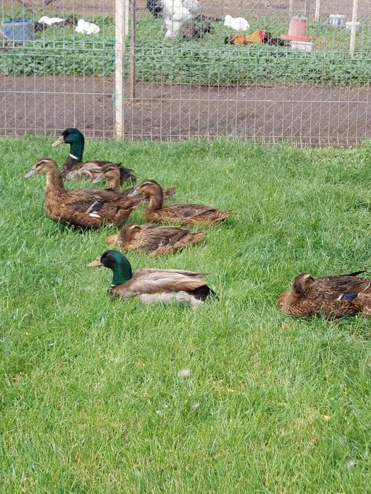 Rate Rouen de vânzare