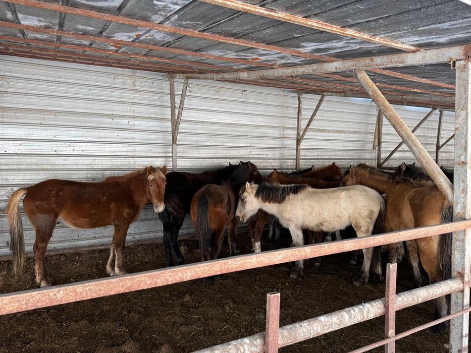 Лошади,Тай,Кунан,Донен.