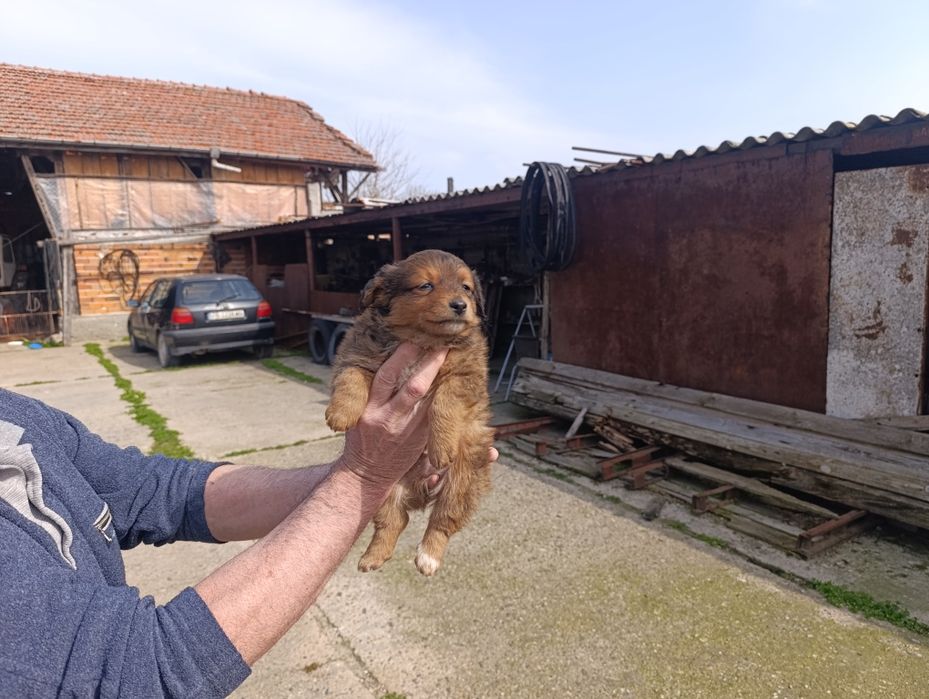 Подарявам кученца