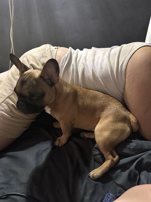 Продам бульдога