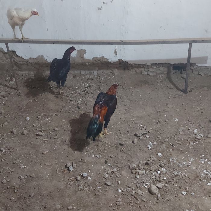 Майски джужа Корейц  хинт