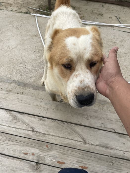 Алабай ит тегін беремін. Сабака Алабай