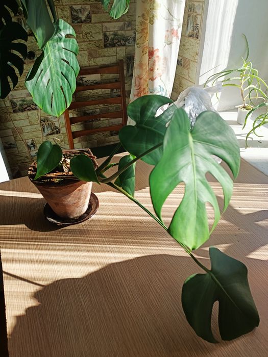 Монстера, растение комнатное