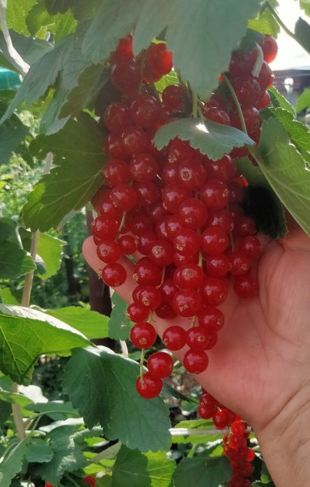 Саженцы красной смородины