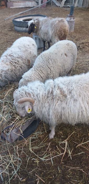 Бараны откормленные 3годовые