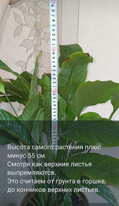 Антуриум и Спатифиллум продам. Алматы