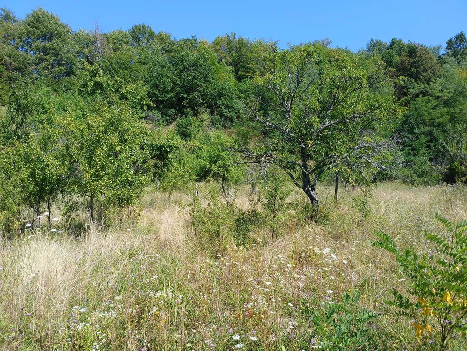 Teren 3939m2 (1803 intravilan, 2136 extravilan) - Alunisu, Arges