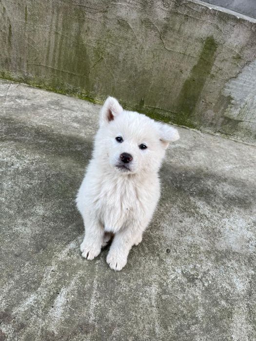 Pui akita inu japonez
