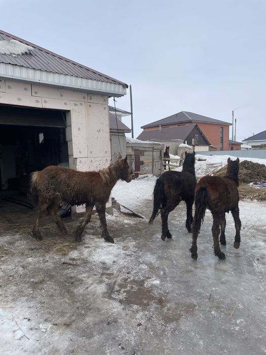 Семіз тай сатылады