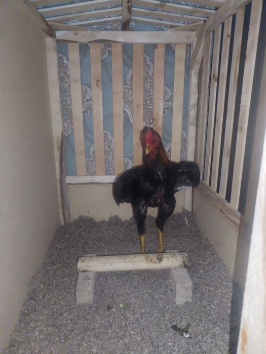 Xoros so'tiladi 7 oylik