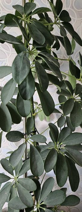 Комнатное растение Шеффлера