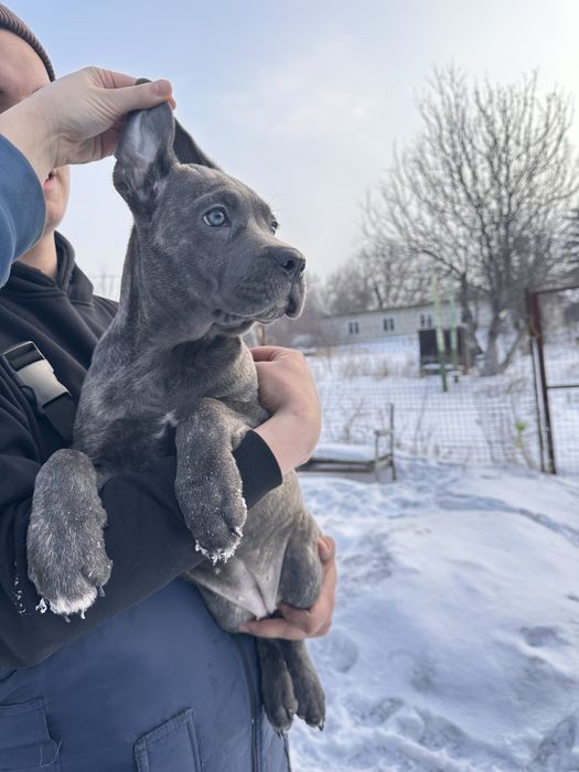 кане корсо девочка