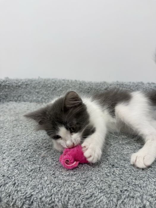 Котенок мальчик в добрые руки