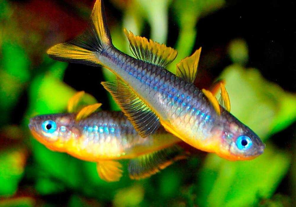 Попондетта фурката в Аква-Зоо Салоне “Посейдон”