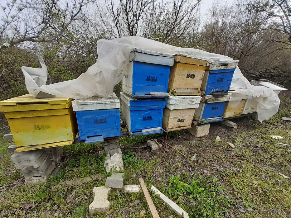 Vand 70 stupi/lazi albine