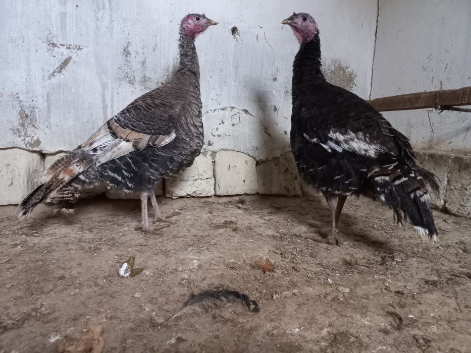 Индюктер сатылады