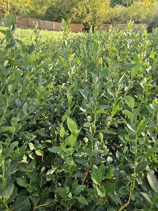 Arbuști Afin Anul 3