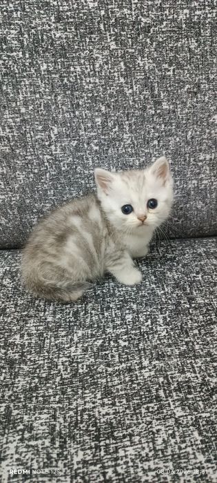 Scottish straight tabby