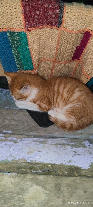 Отдам котят в хорошие руки