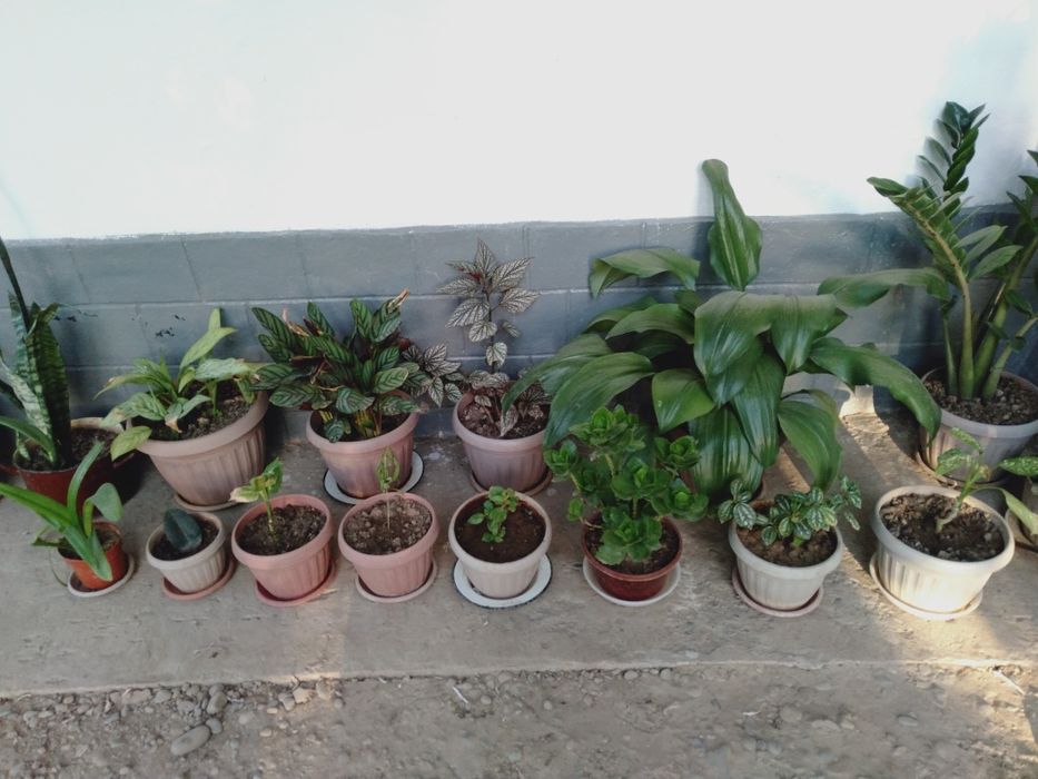 Гүлдер сатамыз,бағасы келісімді