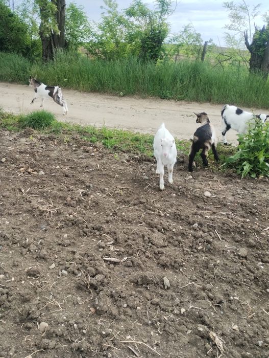 Iezi si capre de vanzar